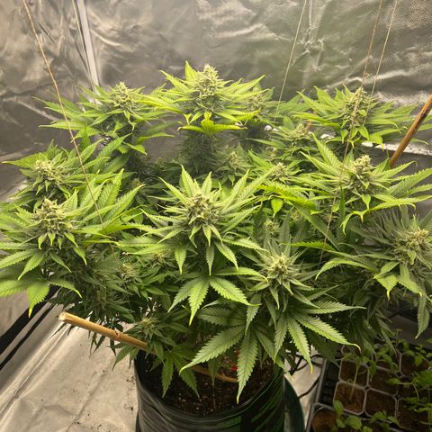 Grandaddy purple, week one WED 21 Dec. growlog timeline photo