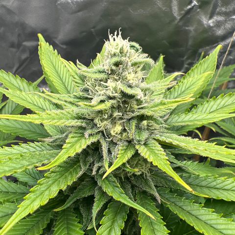 Grandaddy purple, week one WED 21 Dec. growlog timeline photo