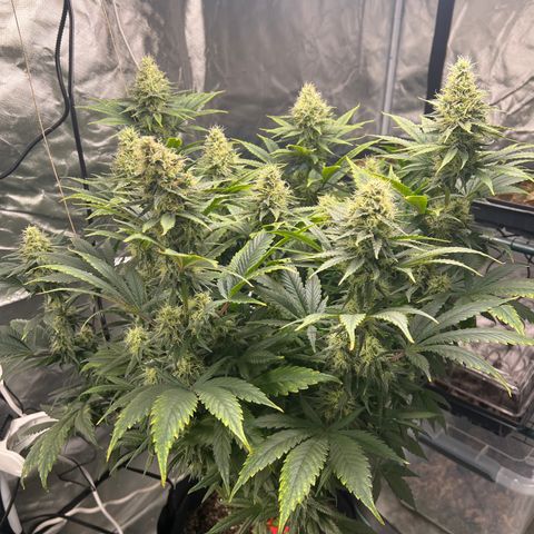 Grandaddy purple, week one WED 21 Dec. growlog timeline photo