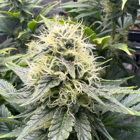 Grandaddy purple, week one WED 21 Dec. growlog timeline photo