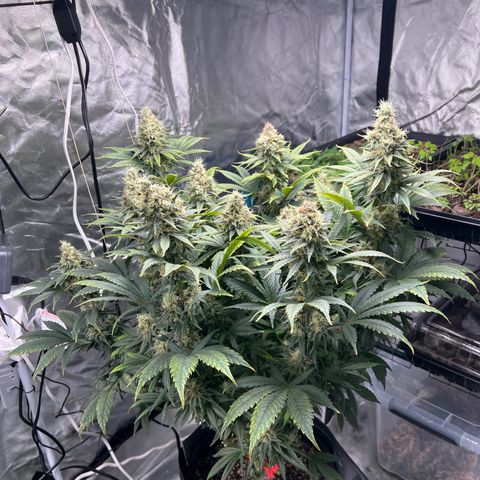 Grandaddy purple, week one WED 21 Dec. growlog timeline photo