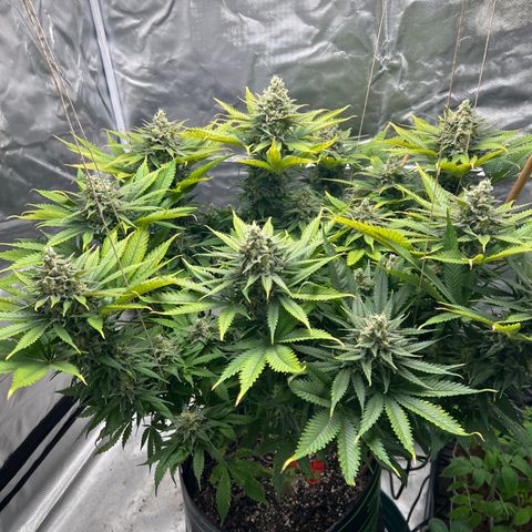 Grandaddy purple, week one WED 21 Dec. growlog timeline photo