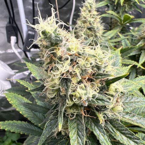 Grandaddy purple, week one WED 21 Dec. growlog timeline photo