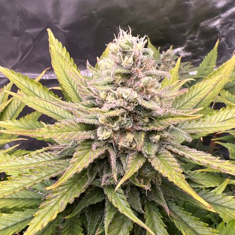 Grandaddy purple, week one WED 21 Dec. growlog timeline photo