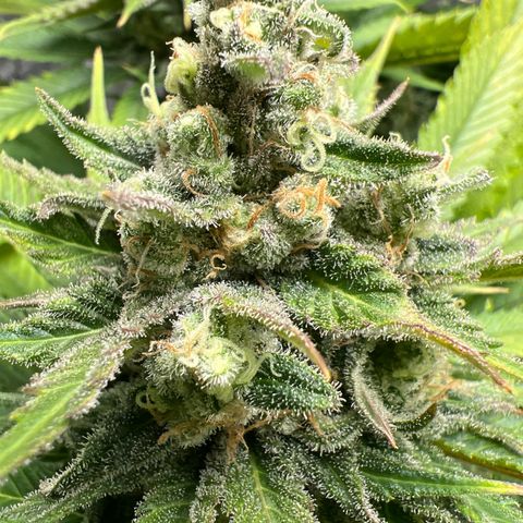 Grandaddy purple, week one WED 21 Dec. growlog timeline photo