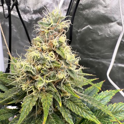 Grandaddy purple, week one WED 21 Dec. growlog timeline photo