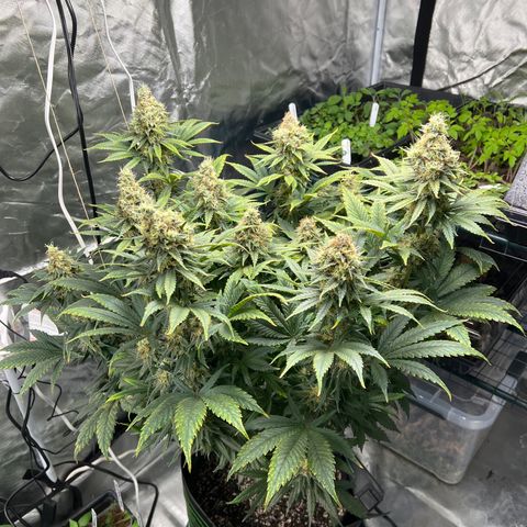 Grandaddy purple, week one WED 21 Dec. growlog timeline photo