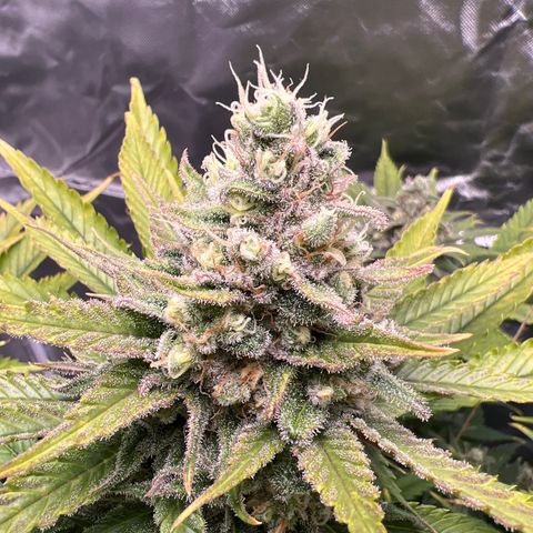 Grandaddy purple, week one WED 21 Dec. growlog timeline photo