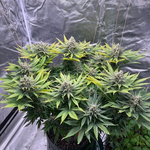 Grandaddy purple, week one WED 21 Dec. growlog timeline photo