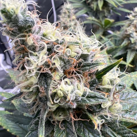 Grandaddy purple, week one WED 21 Dec. growlog timeline photo