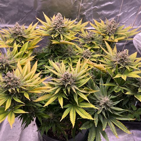 Grandaddy purple, week one WED 21 Dec. growlog timeline photo