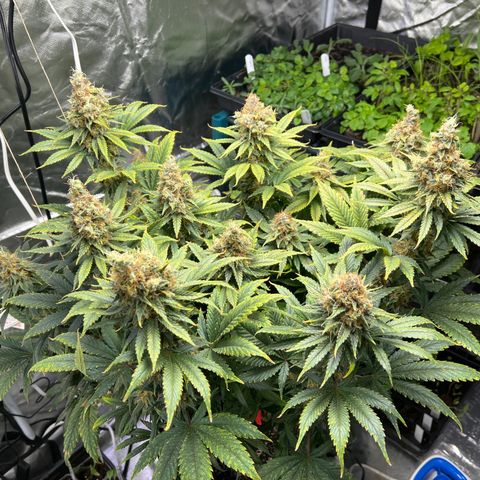 Grandaddy purple, week one WED 21 Dec. growlog timeline photo