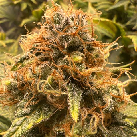 Grandaddy purple, week one WED 21 Dec. growlog timeline photo