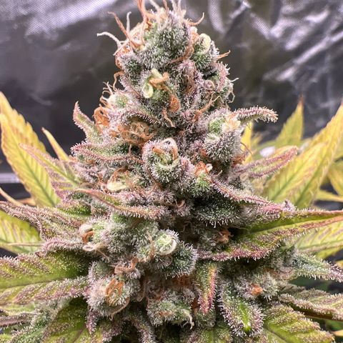 Grandaddy purple, week one WED 21 Dec. growlog timeline photo
