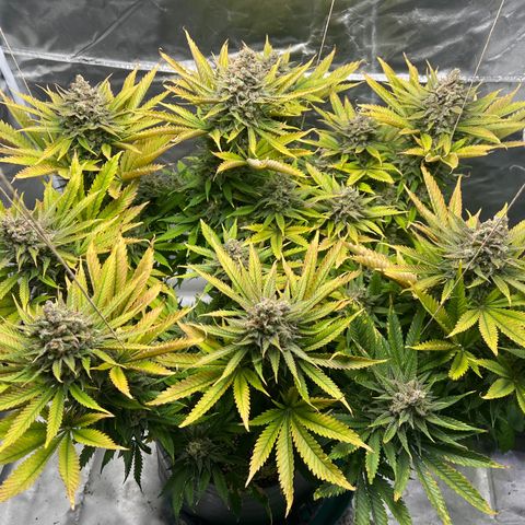 Grandaddy purple, week one WED 21 Dec. growlog timeline photo