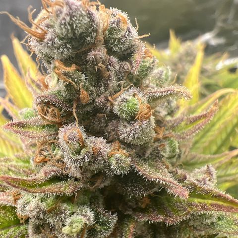 Grandaddy purple, week one WED 21 Dec. growlog timeline photo