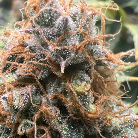 Grandaddy purple, week one WED 21 Dec. growlog timeline photo