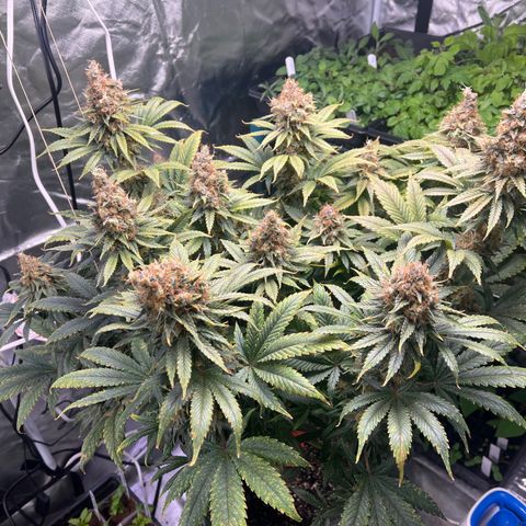 Grandaddy purple, week one WED 21 Dec. growlog timeline photo