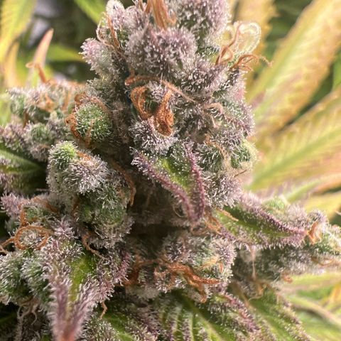 Grandaddy purple, week one WED 21 Dec. growlog timeline photo