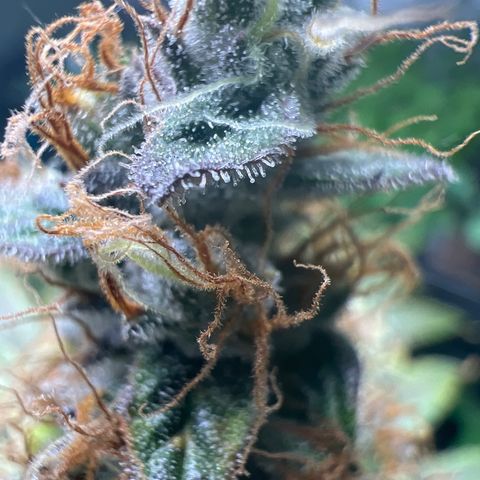 Grandaddy purple, week one WED 21 Dec. growlog timeline photo