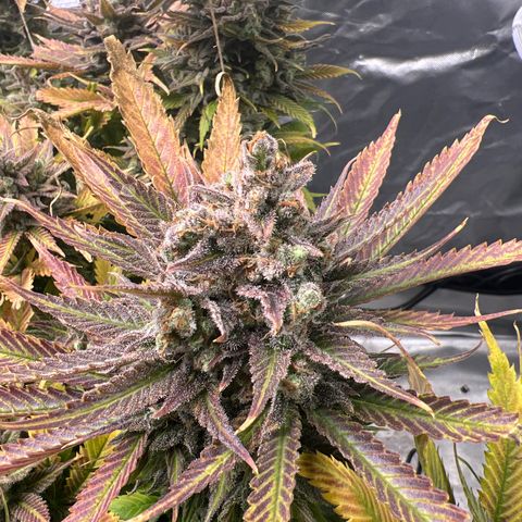 Grandaddy purple, week one WED 21 Dec. growlog timeline photo