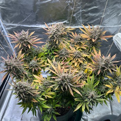 Grandaddy purple, week one WED 21 Dec. growlog timeline photo