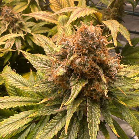 Grandaddy purple, week one WED 21 Dec. growlog timeline photo