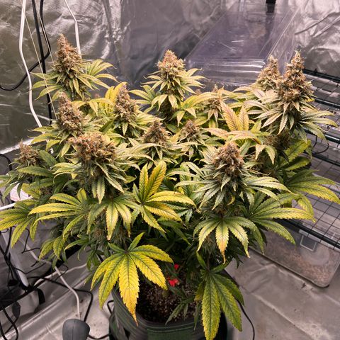 Grandaddy purple, week one WED 21 Dec. growlog timeline photo