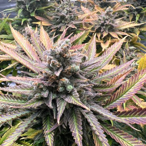 Grandaddy purple, week one WED 21 Dec. growlog timeline photo