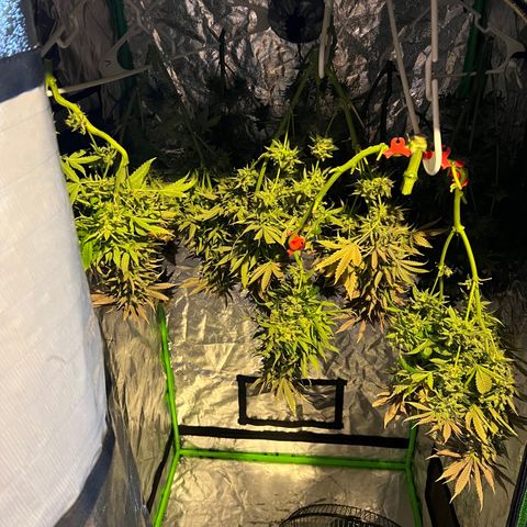 Grandaddy purple, week one WED 21 Dec. growlog timeline photo