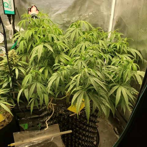 Girl Scout Cookies growlog timeline photo