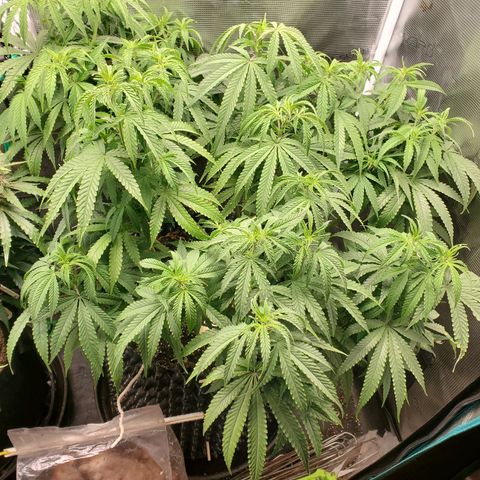 Girl Scout Cookies growlog timeline photo