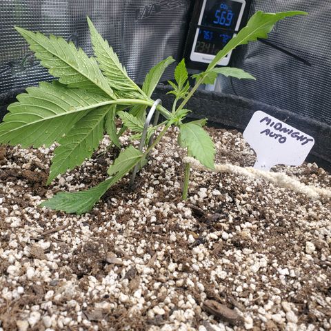 Midnight Express Auto growlog timeline photo
