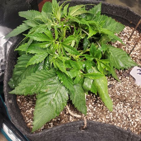 Midnight Express Auto growlog timeline photo