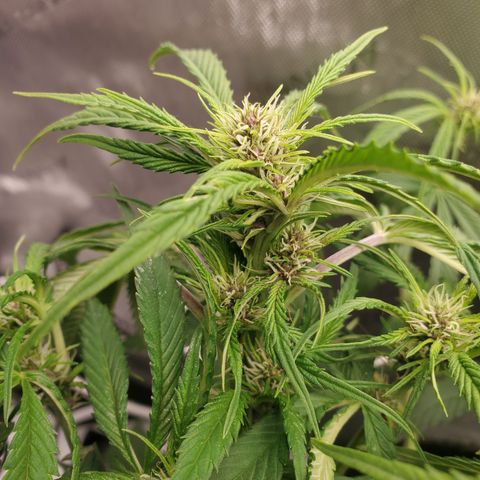 Midnight Express Auto growlog timeline photo