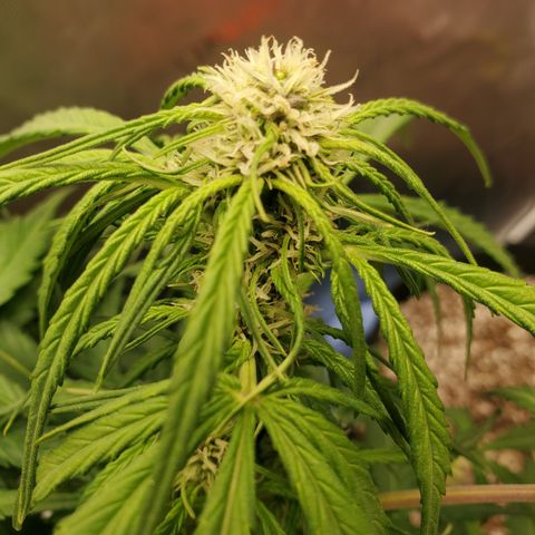 Dark Devil Auto growlog timeline photo
