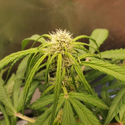 Dark Devil Auto growlog timeline photo