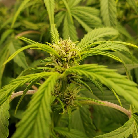 Midnight Express Auto growlog timeline photo