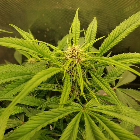 Midnight Express Auto growlog timeline photo