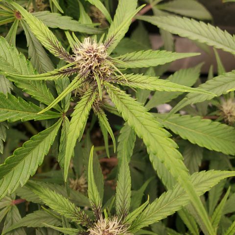 Midnight Express Auto growlog timeline photo