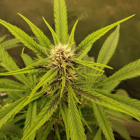 Midnight Express Auto growlog timeline photo