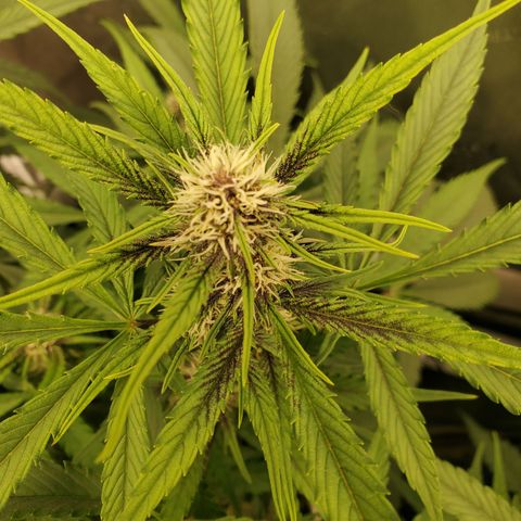 Midnight Express Auto growlog timeline photo
