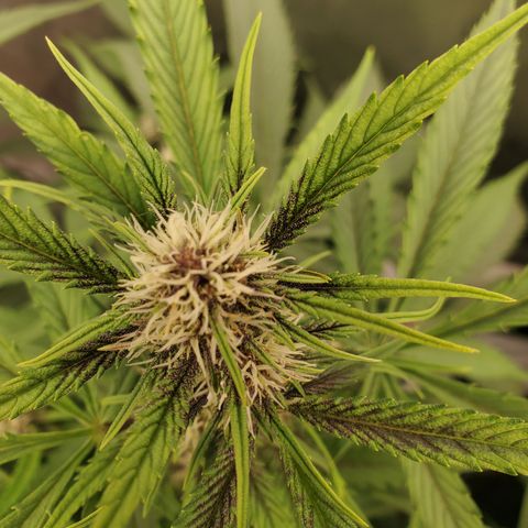 Midnight Express Auto growlog timeline photo