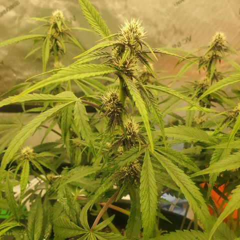 Midnight Express Auto growlog timeline photo