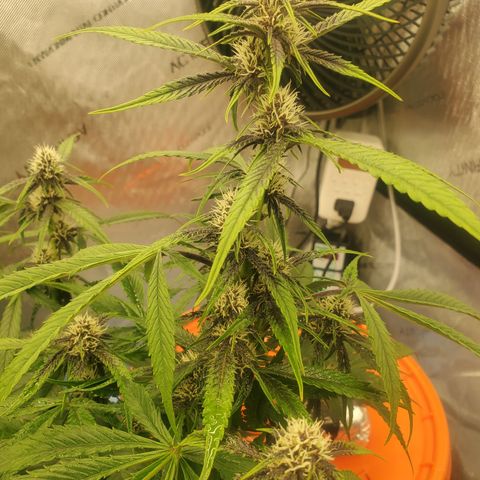 Midnight Express Auto growlog timeline photo