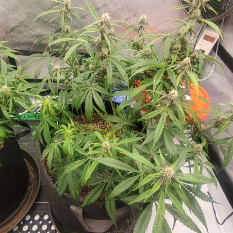 Midnight Express Auto growlog timeline photo