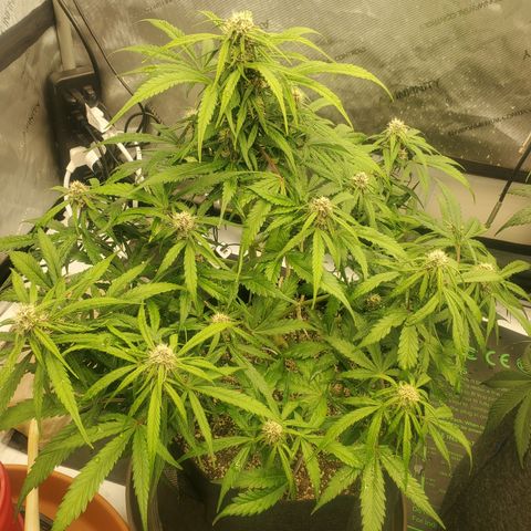 Dark Devil Auto growlog timeline photo