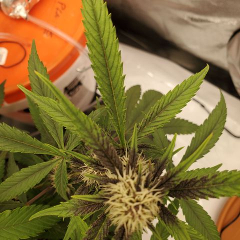 Midnight Express Auto growlog timeline photo