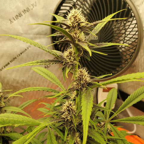 Midnight Express Auto growlog timeline photo