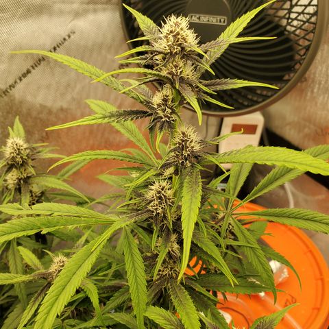 Midnight Express Auto growlog timeline photo